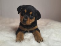 Rottweiler kızımız