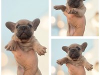 FRENCH BULLDOG BLUE FAWN ERKEK DİŞİ İZMİR