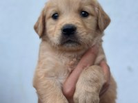 Orjinal golden retriever yavrular için geç kalmayın