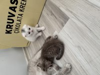 Scottish Fold Kedilerimiz