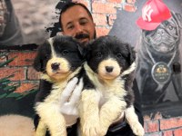 DUNYANİN EN ZEKİ IRKI BORDER COLLIE