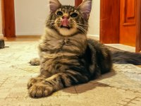 Şecereli dernek kayıtlı eğlence yumağı maine coon NOİSY