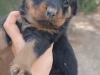 Dişi Erkek Rottweiler