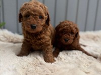 EVİNİZİN NEŞESİ OLUCAK TOY POODLE YAVRULAR 