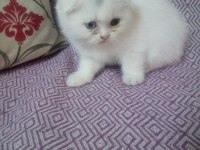 Scottish fold yavru