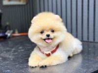 Show Kalite Pomeranian Boo Yavrular