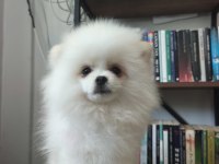 Pomeranian bebekler