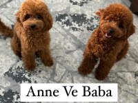 2,5 Aylık Teacup Poodle