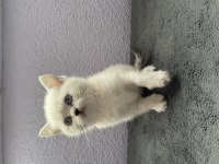 British Shorthair Yavrularımız