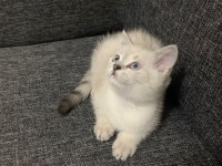 Sevimli cadı kedimiz yeni yuva arıyor