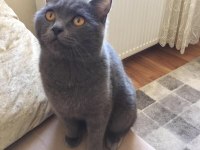 British shorthair gri 11 aylık kedimiz