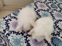 Sevimli minikler tavşanlar