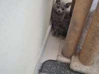 Minnoş saf ırk British shorthair