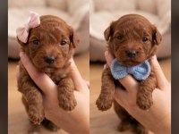 Orijinal Red Brown Mini Poodle Yavruları