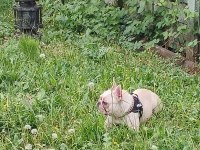 Beyaz kelebek french bulldog