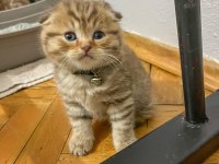 Ev ortamından British ve Scottish Fold Yavrular