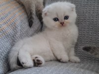 Golden British Shorthair Bebekler