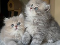 British Longhair Yavruları