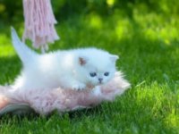 British shorthair dişi yavru