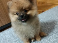 Miniş pomeranian erkekler