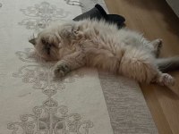 İran Kedisi Kızım Mia