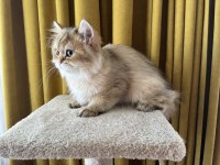 Golden british longhair paşa
