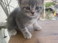 Scottish fold bebekler bebeği