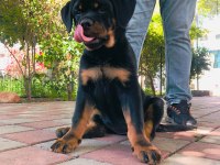 Şampiyon Rottweiler YAVRUMUZ