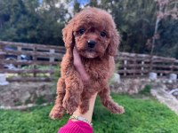 Kore toy poodle ruhsatlı bayiden