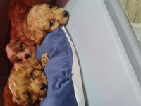 Maltipoo yavrumuz