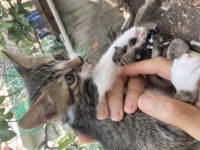 4 tane yavru erkek tekir kedi