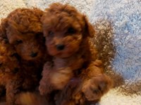 Ankaranın en seçkin redbrown toy poodle yavrularımız
