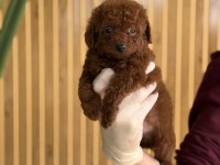 REFERANS YAVRU POODLE