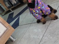 9 AYLIK DİŞİ EĞİTİMLİ ÇOK ÖZEL TOY POODLE