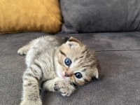 4 Yavru Kedimiz Saf Scottish Fold