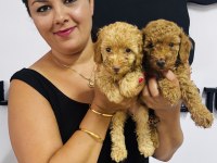 Ufacık toy poodle yavrularım