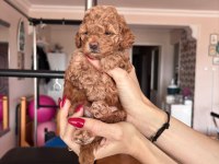Maltipoo Bebeklerim