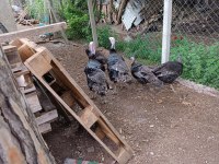 Damızlık aile yerli hindi
