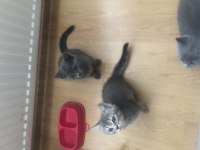 British shorthair 2 aylık kediler