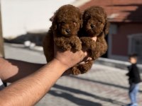 Minik poodle bebekler yeni yuvalarına gitmeye hazır