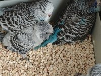 Show Jumbo Yavrular Ele Kola Alıştırmalık Muhabbet Kuşu