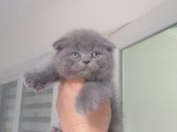 British shorthair bebekleri