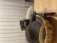British shorthair mazluma yuva