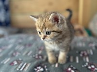 Saf Irk British Shorthair