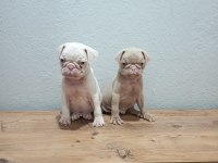 Pink Pug Mobs Bebekler