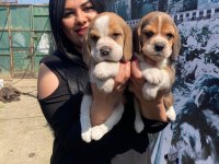 Elizabet dişi beagle yavrularım