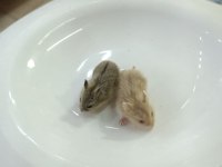 GONZALEZ HAMSTER YAVRULARI