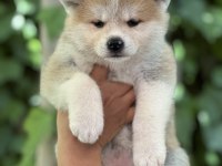 Safkan Japon akita