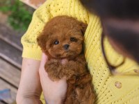 KOREAN TOY POODLE YAVRULARIM