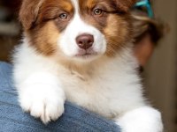 Çok güzel ve kaliteli border collie yavruları